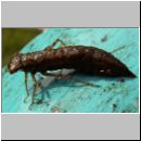 Libellula quadrimcatulata - Vierflecklibelle-Larve 01.jpg